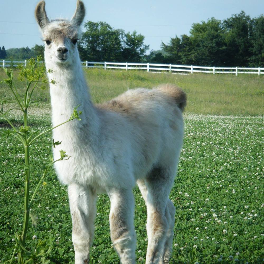 Meet your Posher, Virginia